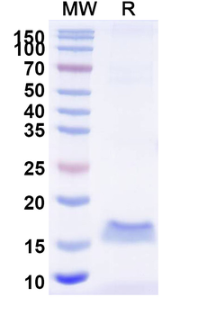 SARS-CoV-2 S Protein Camelus Monoclonal Antibody