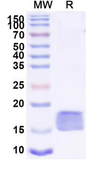 SARS-CoV-2 S Protein Camelus Monoclonal Antibody