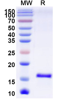 SARS-CoV-2 S Protein Camelus Monoclonal Antibody