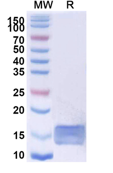 SARS-CoV-2 S Protein Camelus Monoclonal Antibody