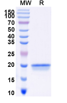 SARS-CoV-2 S Protein Camelus Monoclonal Antibody