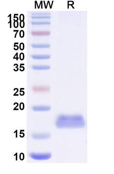 SARS-CoV-2 S Protein Camelus Monoclonal Antibody