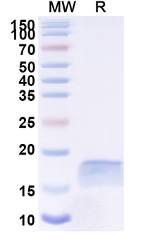 SARS-CoV-2 S Protein Camelus Monoclonal Antibody