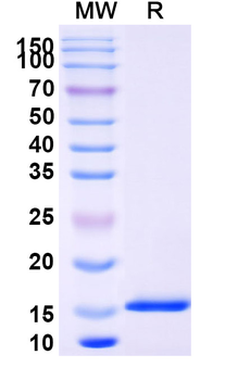 SARS-CoV-2 S Protein Camelus Monoclonal Antibody