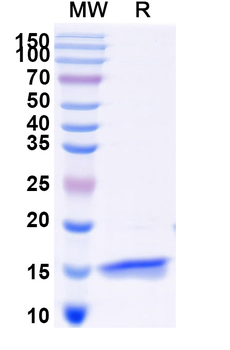 SARS-CoV-2 S Protein Camelus Monoclonal Antibody