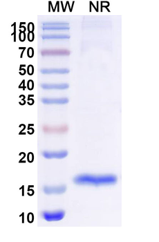 SARS-CoV-2 S Protein Camelus Monoclonal Antibody