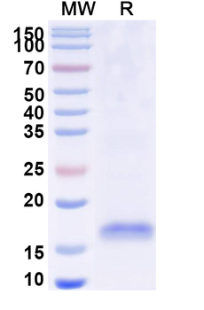 SARS-CoV-2 S Protein Camelus Monoclonal Antibody