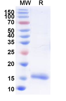 SARS-CoV-2 S Protein Camelus Monoclonal Antibody