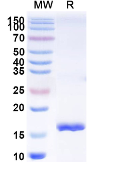 SARS-CoV-2 S Protein Camelus Monoclonal Antibody