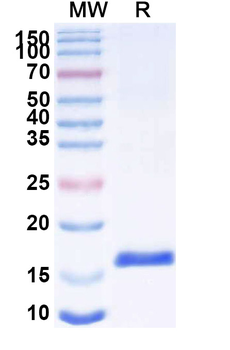 SARS-CoV-2 S Protein Camelus Monoclonal Antibody