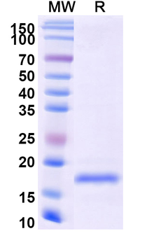 SARS-CoV-2 S Protein Camelus Monoclonal Antibody