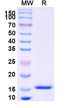 SARS-CoV-2 S Protein Camelus Monoclonal Antibody