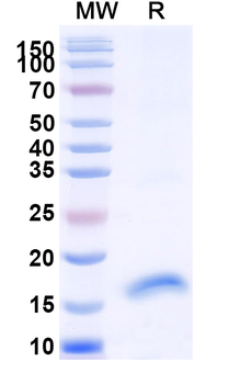 SARS-CoV-2 S Protein Camelus Monoclonal Antibody