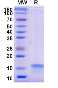 SARS-CoV-2 S Protein Camelus Monoclonal Antibody