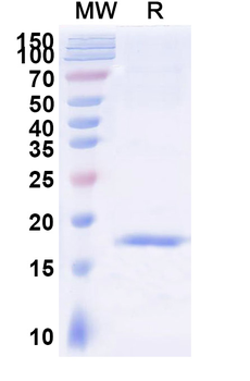 SARS-CoV-2 S Protein Camelus Monoclonal Antibody