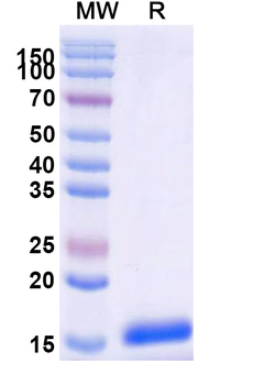 SARS-CoV-2 S Protein Camelus Monoclonal Antibody