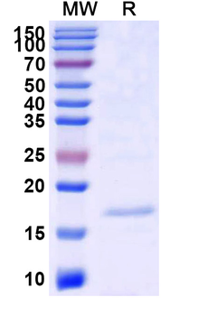 SARS-CoV-2 S Protein Camelus Monoclonal Antibody