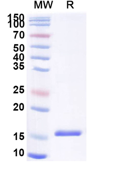 SARS-CoV-2 S Protein Camelus Monoclonal Antibody