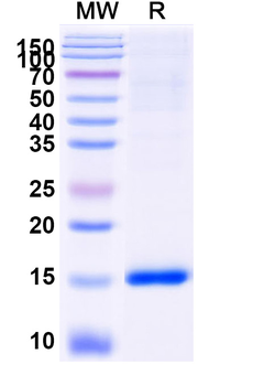 SARS-CoV-2 S Protein Camelus Monoclonal Antibody