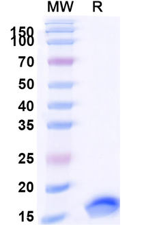SARS-CoV-2 S Protein Camelus Monoclonal Antibody