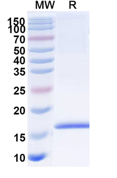 SARS-CoV-2 S Protein Camelus Monoclonal Antibody