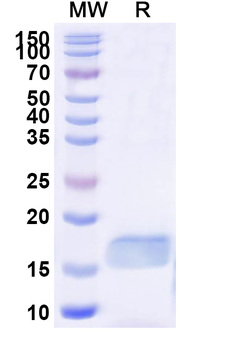 ASC/TMS1/PYCARD Camelus Monoclonal Antibody