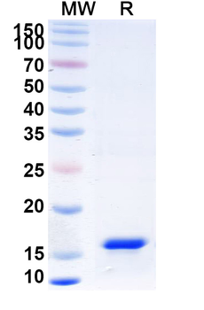 IL17RB Camelus Monoclonal Antibody