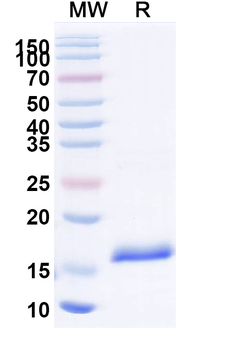 IL23A/IL-23p19 Camelus Monoclonal Antibody
