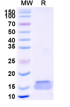 PCSK9 Camelus Monoclonal Antibody