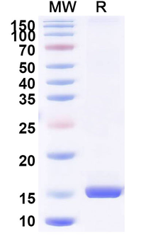 BAX Camelus Monoclonal Antibody