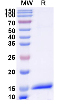 CD156b/ADAM17 Camelus Monoclonal Antibody