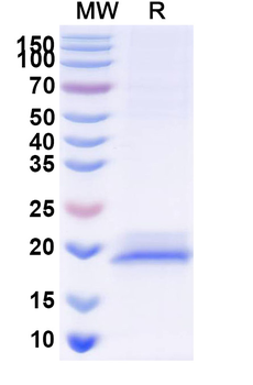 GPC3/Glypican 3 Camelus Monoclonal Antibody
