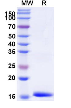 CD212/IL12RB1 Camelus Monoclonal Antibody