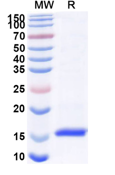 CD135/FLT3 Camelus Monoclonal Antibody