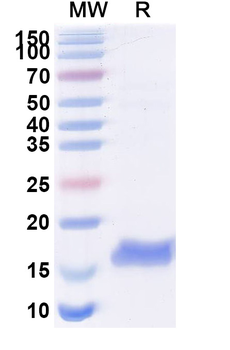 CTNNB1 Camelus Monoclonal Antibody