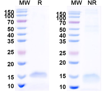 CD40/TNFRSF5 Camelus Recombinant Antibody