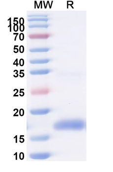 CD182/CXCR2 Camelus Monoclonal Antibody