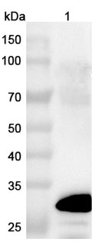 CD182/CXCR2 Camelus Monoclonal Antibody