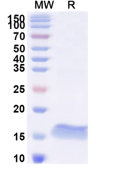 BCL2 Camelus Monoclonal Antibody