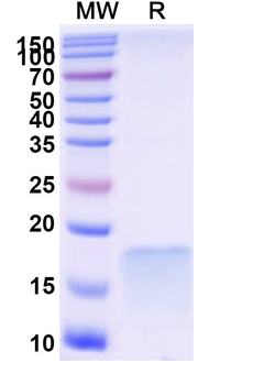 CCL3/MIP-1-alpha Camelus Monoclonal Antibody