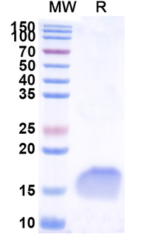 CD66e/CEA/CEACAM5 Camelus Monoclonal Antibody