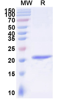 GSN Camelus Monoclonal Antibody
