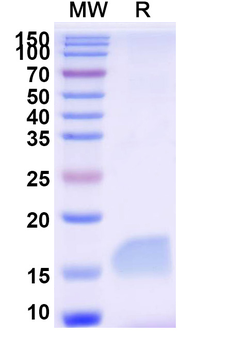 GSN Camelus Monoclonal Antibody