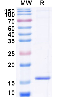 GSN Camelus Monoclonal Antibody