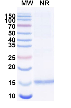 GSN Camelus Monoclonal Antibody
