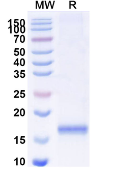 SERPINE1/PAI-1 Camelus Monoclonal Antibody