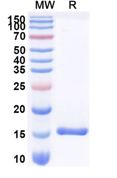 TNFa/TNF-alpha Camelus Monoclonal Antibody
