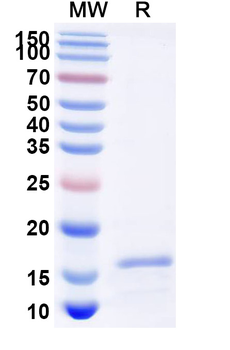 TNFa/TNF-alpha Camelus Monoclonal Antibody
