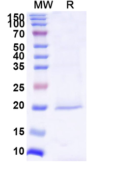 BIRC5 Camelus Monoclonal Antibody