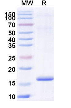 MAPK13 Camelus Monoclonal Antibody